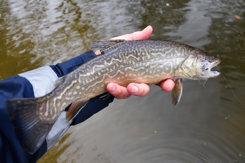 Tiger trout