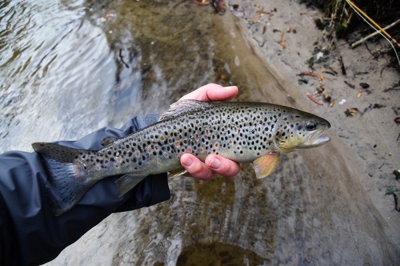 Brown trout