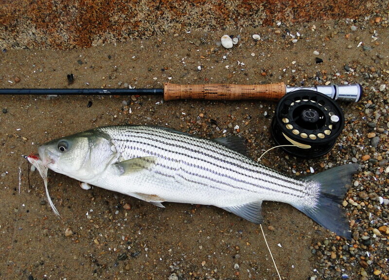 Striped bass
